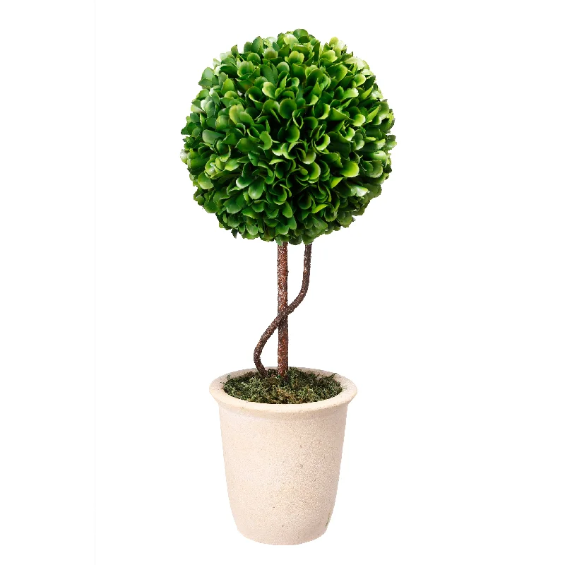 Boxwood Topiary  Tall